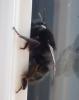 Anthophora plumipes